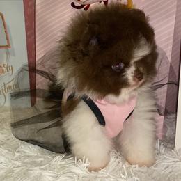 Pomeranian Puppies from Uniquepombabies