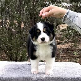 FJ - Black tri male Miniature American Shepherd puppy in New Mexico from Von Südwest German Shepherds and Mosaic Mini American Shepherds