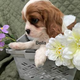 Bella - Blenheim female Cavalier King Charles Spaniel puppy in Pearl River, New York from Cooltomin Cavaliers