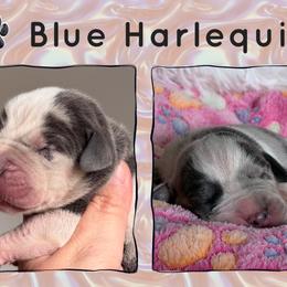Blue Harlequin tp or bp - Harlequin female Great Dane puppy in Morton, Illinois from That Gurl K9s