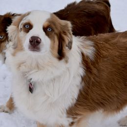 Holly - Miniature Australian Shepherd