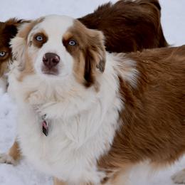 Holly - Miniature Australian Shepherd