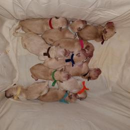 Golden Retriever Puppies from G & G Goldens
