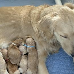 Boy - Golden male Golden Retriever puppy in Golden, Colorado from Legacy Retriever Project