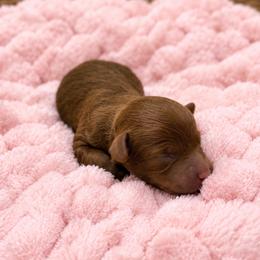 Pink - Red  female Goldendoodle puppy in Eagle Mountain, Utah from Meadow Ranch Pups