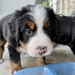 Bernese Mountain Dog Puppies from Cocos Puppy Tales