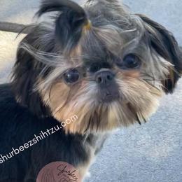 Starla - Shih Tzu