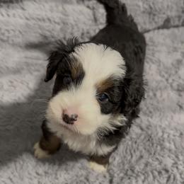 Denver - Tri-color male Bernedoodle puppy in Washougal, Washington from Sandy Creek Bernedoodles