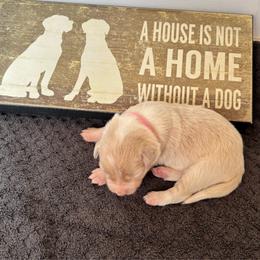 Pink Collar - Gold female Border Collie puppy in Gadsden, Alabama from Collie Wood Hills