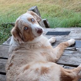 Maeves - Miniature Australian Shepherd