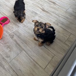 Yorkshire Terrier Puppies from Yorkies in Kyle