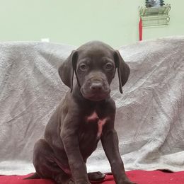 Chesapeake Bay Retriever and German Shorthaired Pointer Puppies from Northern Odyssey Gun Dogs