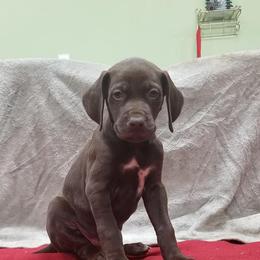 Chesapeake Bay Retriever and German Shorthaired Pointer Puppies from Northern Odyssey Gun Dogs