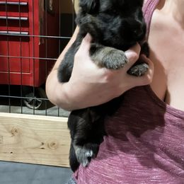 German Shepherd Puppies from McGarry German Shepherds