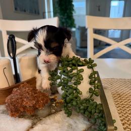 Fiyero - Black tan and white male Biewer Terrier puppy in Cartersville, Georgia from Alpha Tiny Paws