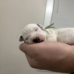 Tin Man - White and black male Dalmatian puppy in Chehalis, Washington from Dalmatian Vacation