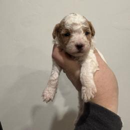 Maple - Parti female Goldendoodle puppy in Etna, California from SRS Goldendoodles