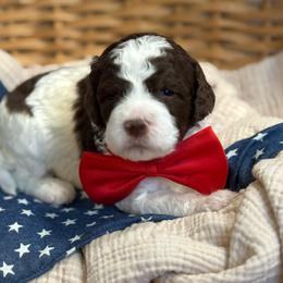 Red - Parti male Goldendoodle puppy in Hesperia, Michigan from Red Acres Poodles & Doodles