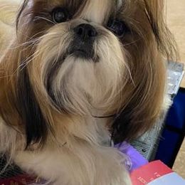 Shih Tzus from Kouterie