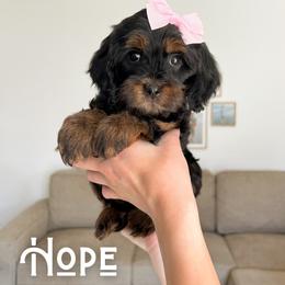 Hope - Black and tan female Cavapoo puppy in South Jordan, Utah from Wonderful World Doodles