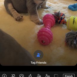 French Bulldog Puppies from Cuddlebug Frenchies