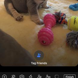 French Bulldog Puppies from Cuddlebug Frenchies