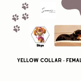 Girl 1 - Black tan and white Bernese Mountain Dog puppy in Earlham, Iowa from Summer's Berners