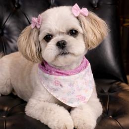 Poodles and Shih Tzus from Creekside Pet Company
