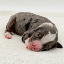 Pope - Blue merle male Bernedoodle puppy in Bellville, Ohio from Bernedoodle Buddies