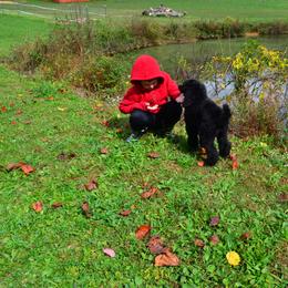 Poodle Puppies from D and D Standard Poodles