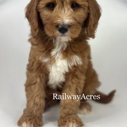 Gigi - Red  female Goldendoodle puppy in Milford, Indiana from Railway Acres Kennel