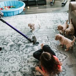 Goldendoodle and Golden Retriever Puppies from Poofy Puppies