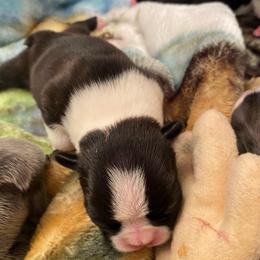 Quinn - Black brindle and white female Boston Terrier puppy in Imperial, Missouri from Boston Kup Breeders