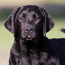 Labrador Retrievers from Stonehenge Labradors