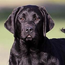Labrador Retrievers from Stonehenge Labradors