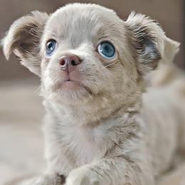 AKC Fluffy Lilac  boy1 - Chocolate blue male Chihuahua puppy in Brooklyn, New York from Nadezhda's Chihuahuas