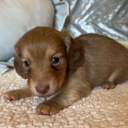 Fozzie - Cream male Dachshund puppy in Gladewater, Texas from Devoted Dachshunds