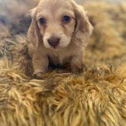 Thibodeaux - Dapple male Dachshund puppy in Baton Rouge, Louisiana from Bayou d’ Elara Dachshunds