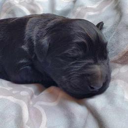 Boy 1 - Black male Giant Schnauzer puppy in Bessemer, Alabama from The Copper Cottage Canines