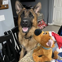 Ace - German Shepherd