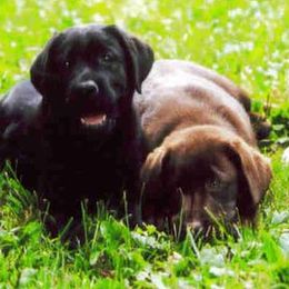 Labrador Retrievers from Casbar Labradors