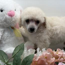 Poodle Puppies from Lixira Poodles