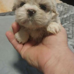 Girl 2 - Cream and white female Shih Tzu puppy in Eastanollee, Georgia from G & J Shih Tzu