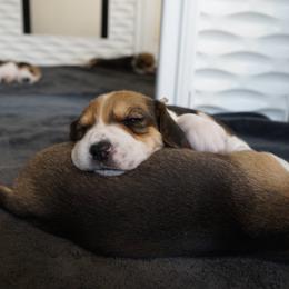 Harrier Puppies from Darkfire Harriers