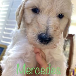 Goldendoodle Puppies from FURever Goldendoodles