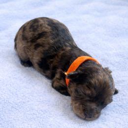 Gregory orange collar - Merle male Goldendoodle puppy in North Branch, Michigan from Graceful Miniature Goldendoodles
