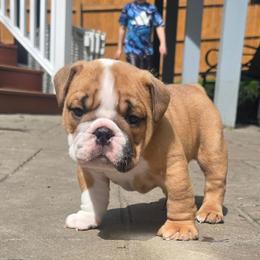 Ned - Red and white male Bulldog puppy in Strongsville, Ohio from Magnifique Bulldogs
