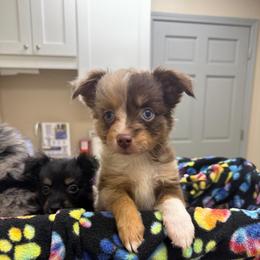 Chanterelle - Red merle female Miniature Australian Shepherd puppy in Buchanan, Georgia from Stanleyville Farm Mini Aussies