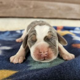 Blue tri color female - Blue tan and white female Beagle puppy in Spring Branch, Texas from Lost Trail Kennels