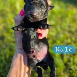 Nalo - male Cavapoochon puppy in Bullard, Texas from Cavapoochon Central LLC